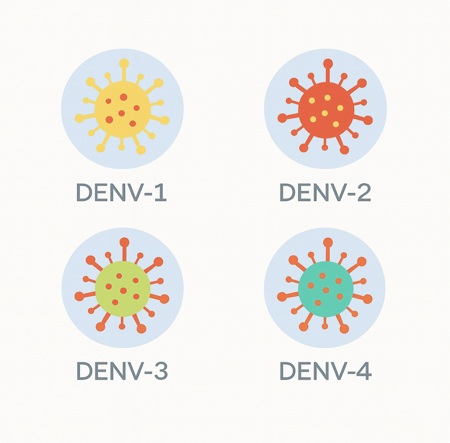 dengue-subtypes